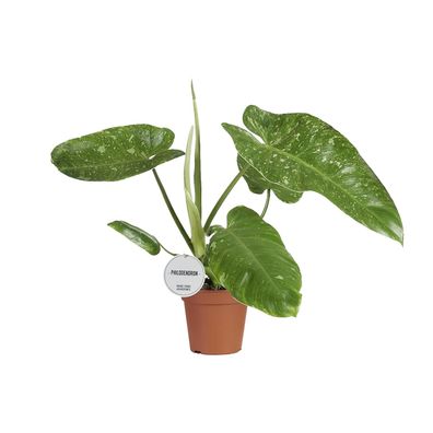 Philodendron Jose Buono - Pflegeleichte Zimmerpflanze mit elegantem Laub - Ø15cm, Höh