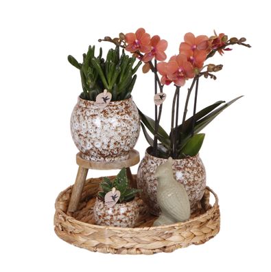 Kolibri Company | Geschenkset Ungezähmte Natur | Pflanzenset mit roter Phalaenopsis O