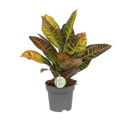 Codiaeum Petra - Croton Zimmerpflanze - Ø17cm - Höhe 45cm - Pflegeleicht und farbenfr