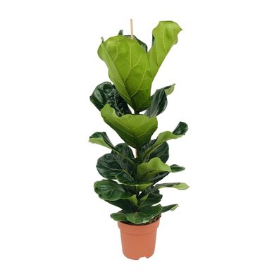 Ficus Lyrata - Ø21cm - Höhe 110cm - Ideal für jeden Raum - Luftreinigende Pflanze und