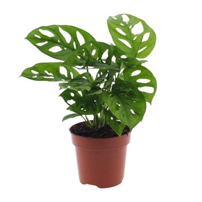 Monstera Monkey Leaf Zimmerpflanze (Lochpflanze) - Durchmesser 12cm / Höhe 30cm - Pfl