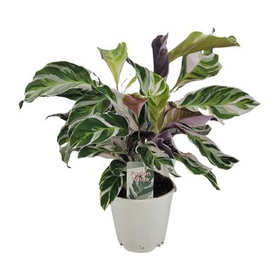 Calathea White Fusion - Zimmerpflanze im Ø14cm Topf - Höhe 40cm - Pflegeleicht und at