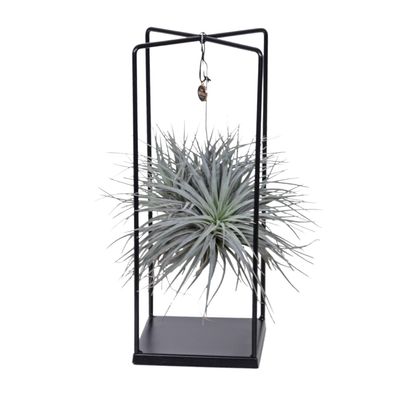 Tillandsia Mix 1 Stück Ø20cm - Pflegeleichte Luftpflanze für Ihr Zuhause und Bürodeko