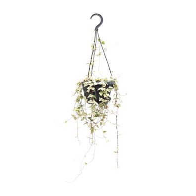 Ceropegia woodii ssp. woodii - bezaubernde Herzchenpflanze - Topf Ø14cm - Höhe 50cm