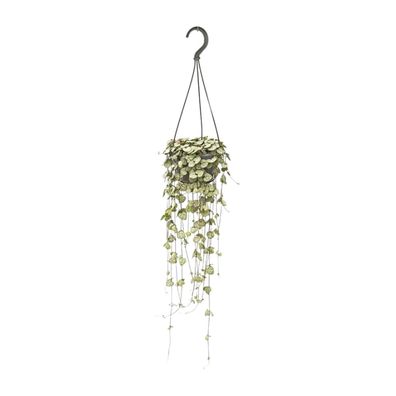 Ceropegia Woodii Hängepflanze - Ø14cm, Höhe 30cm - Pflegeleicht und ideal für Anfänge