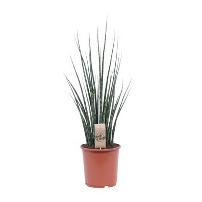 Sansevieria 'Fernwood' Mikado - Exotische Zimmerpflanze, Höhe 80 cm, Topfgröße 19 cm,