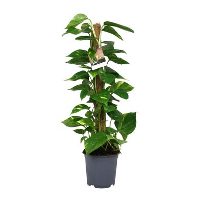 Scindapsus Epipremnum - Ø19cm Topf, ca. 80cm hoch - Pflegeleichte Zimmerpflanze für I