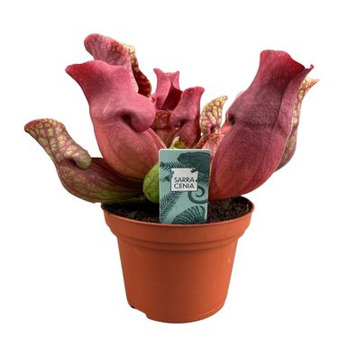 Sarracenia Maroon - Atemberaubende Schlauchpflanze Ø12 cm und 23 cm hoch für Ihr Zuha