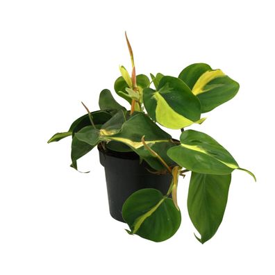 Lophospermum Brasil Scandens - Zwillingsschwertlilie Ø12cm, Höhe 20cm für Innen- und