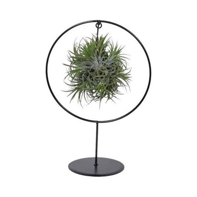 Tillandsia Ring Mix (Mittel) - Ø17cm - Höhe 30cm - Perfekt für Innen- und Außenbereic