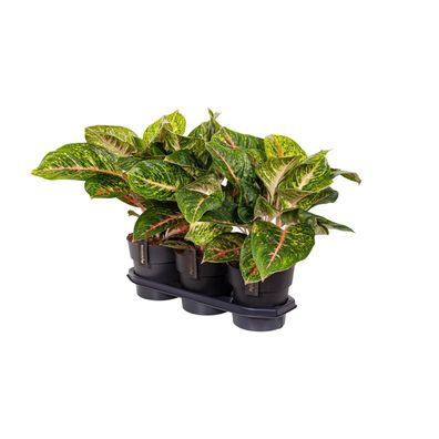 Aglaonema Spring Red - Schöne Zimmerpflanze im Topf Ø19cm, Höhe ca. 60cm, pflegeleich