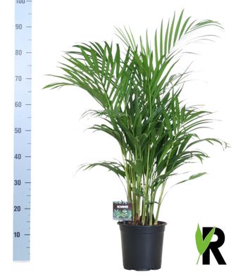 Dypsis Lutescens Bambuspalme 120 cm hoch, Ø19 cm, pflegeleicht und luftreinigend für