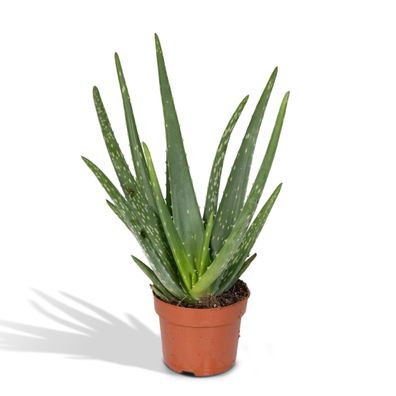 Aloe Vera Pflanze - 12cm Durchmesser, 40cm hoch - Pflegeleichte Sukkulente für Zuhaus