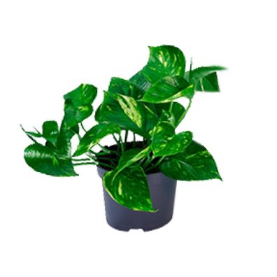 Epipremnum Aureum Mosstok - Pflegeleichte Zimmerpflanze - Ø15cm - Höhe 60cm - Stilvol