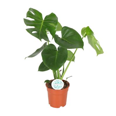 Monstera Deliciosa - Lochpflanze - Ø21cm - Höhe 65cm - Pflegeleichte Zimmerpflanze fü