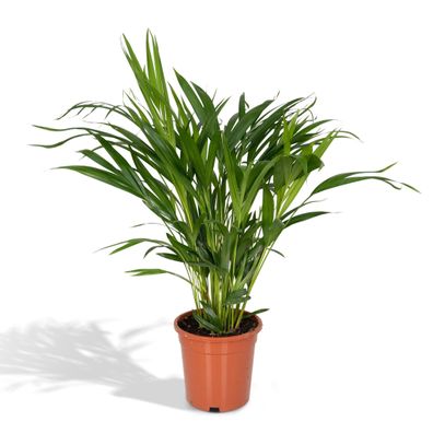 Dypsis Lutescens Areca Palme Ø24cm Höhe 120cm Pflegeleichte Zimmerpflanze für Halbsch