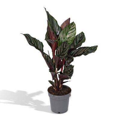 Calathea Ornata - 14 cm Durchmesser - 50 cm hoch - Die perfekte Zimmerpflanze für dei