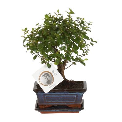 Bonsai Bol Vorm - Ø15cm und Höhe 30cm - Ideal für Ihre Bonsai-Pflanzenpflege und Deko