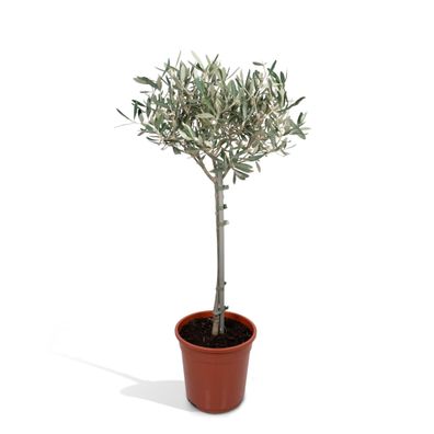 Olea am Stiel - Pflanzenhöhe 90 cm, Topfdurchmesser 19 cm - Ideal für jeden Raum deko