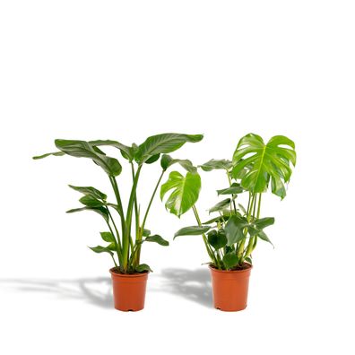 Strelitzia Nicolai und Monstera Deliciosa Zimmerpflanzen Set für tropische Atmosphäre