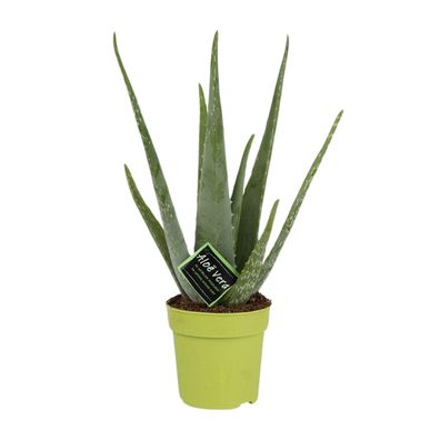 Aloe Vera Pflanze im Topf Ø12cm, Höhe 45cm - Pflegeleichte Zimmerpflanze für modernes