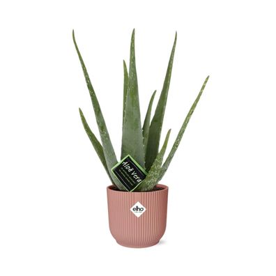 Aloe Vera Zimmerpflanze 12cm in ELHO Vibes Fold 14cm rosa - Pflegeleicht und luftrein