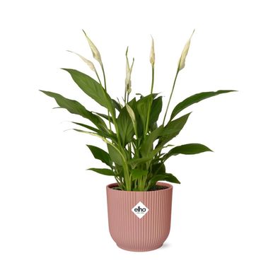 Spathiphyllum 12 cm Torelli in ELHO Vibes Fold 14 cm - Dekorative Friedenslilie für I