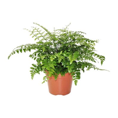 Asplenium Parvati - Spleenwort in Ø17cm und 30cm Höhe - Pflegleicht und ideal für kle