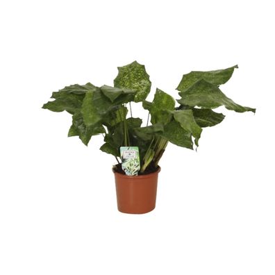 Calathea Network - Pfauenpflanze - Ø14cm - Höhe 30cm - Ideal für Innenräume und pfleg