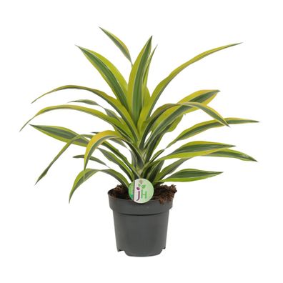 Dracaena Fragrans Lemon Lime Zimmerpflanze - Ø17cm, Höhe 40cm - Pflegeleichte Deko fü