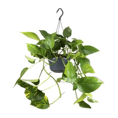 Epipremnum Aureum Mosstok - Ø15cm - Höhe 60cm - Pflegeleichte Zimmerpflanze mit Mooss