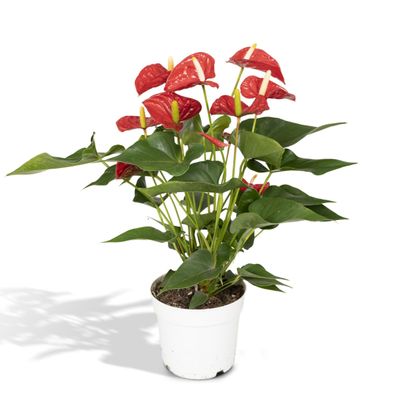 Anthurium Rot Zimmerpflanze - Ø17cm - Höhenwachstum 55cm - Pflegeleichte Pflanze für