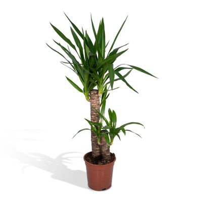 Yucca Elephantipes Zimmerpflanze - Ø21cm - Höhe 100cm - Pflegeleichte Wahl für Ihr Zu