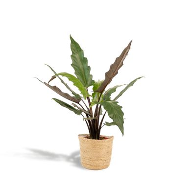 Alocasia Lauterbachiana im Ø19cm Topf - 80cm hoch + dekorativer Selin Korb für Ihr Zu