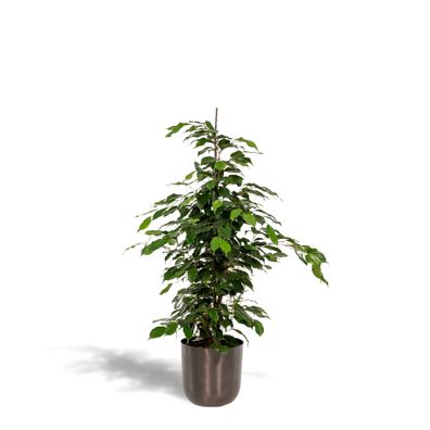 Ficus Benjamina Danielle - Zimmerpflanze im Topf Ø21cm - Höhere Variante 95cm mit May