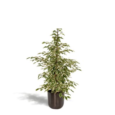 Ficus benjamina Twilight - Zimmerpflanze im Topf - Ø21cm, ?95cm - Ideal für Wohnräume