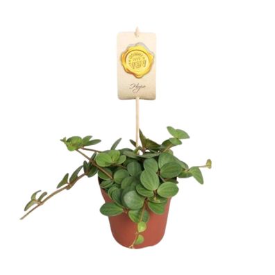 Peperomia Hope - Pflegeleichte Zimmerpflanze mit 12cm Durchmesser und 15cm Höhe für k