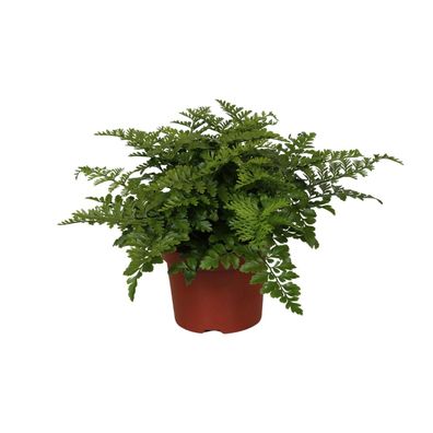 Asplenium Parvati - Spleenwort-Pflanze im Topf Ø12 cm und 25 cm hoch für eleganten Lo