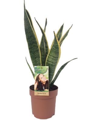 Sansevieria Laurentii - Zimmerpflanze mit Topf Ø14cm und Höhe 50cm - Luftreinigend