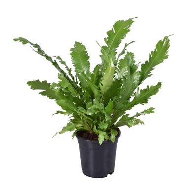 Asplenium Nidus – 17 cm Topfgröße – Eleganter Vogelnestfarn für jedes Zuhause – 45 cm