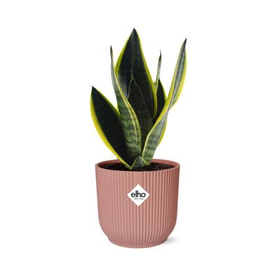 Sansevieria Futura Superba in ELHO Vibes 14cm Topf - Pflegeleichte Schwiegermutterzun