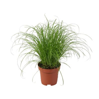 Cyperus Alternifolius Zumula - Ø12cm - Elegante Zimmerpflanze für jeden Raum - 28cm h