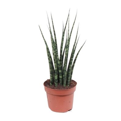 Sansevieria 'Fernwood' Mikado - Zimmerpflanze Ø12cm - grüner Luftreiniger mit 40cm Hö