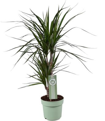 Dracaena Marginata Pflanze - Ø17cm, Höhe 70cm - Stilvolle Zimmerpflanze für Ihr Zuhau