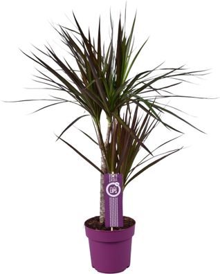 Dracaena Magenta - Ø17cm Topf & 70cm Höhe - Lebendige Pflanze für Ihr Zuhause perfekt