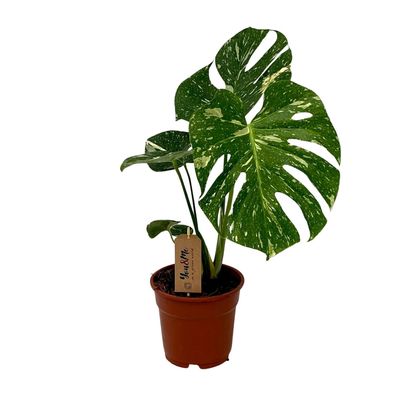 Monstera Deliciosa Zimmerpflanze - Exotische Eleganz für Ihr Zuhause - Ø 17 cm, Höhe