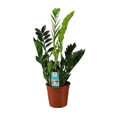 Zamioculcas Zamiifolia - Robust, Pflegeleicht und Ideal für Ihr Zuhause - Ø17cm, Höhe