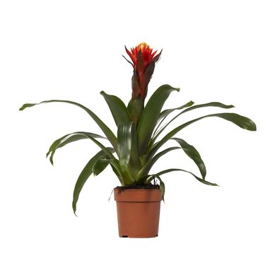 Guzmania Happiness - Atemberaubende Zimmerpflanze mit leuchtenden Blüten - Ø12 cm, Hö