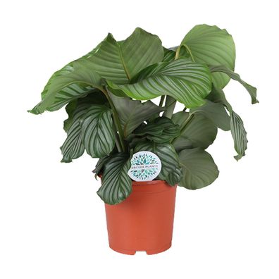 Calathea Orbifolia - Eindrucksvolle Zimmerpflanze mit Ø21cm und einer Höhe von 70cm e