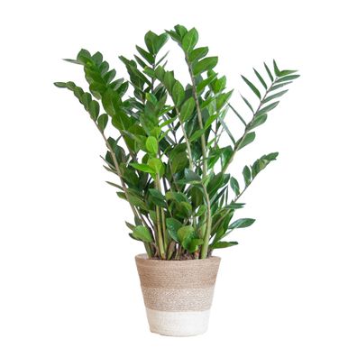 Zamioculcas Zamiifolia Zimmerpflanze mit weißem Pflanzkorb Lissabon – 80 cm hoch, Ø 2